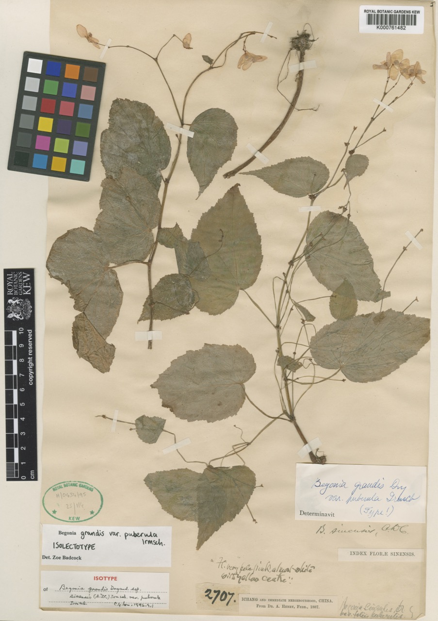 B. grandis var. puberula